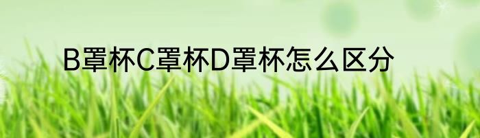 B罩杯C罩杯D罩杯怎么区分
