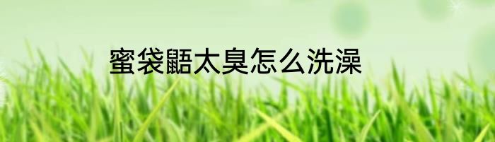 蜜袋鼯太臭怎么洗澡