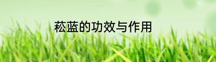 菘蓝的功效与作用