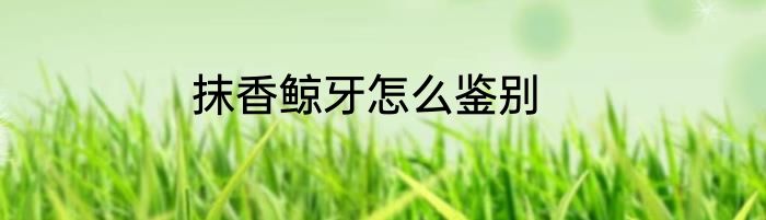 抹香鲸牙怎么鉴别