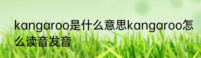 kangaroo是什么意思kangaroo怎么读音发音