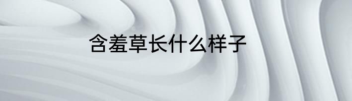 含羞草长什么样子
