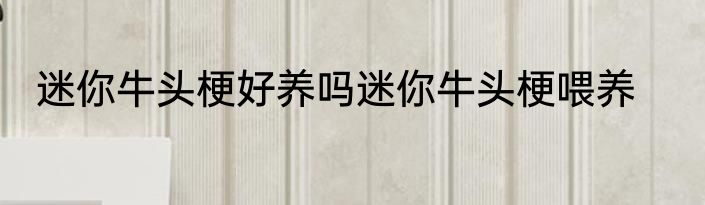 迷你牛头梗好养吗迷你牛头梗喂养