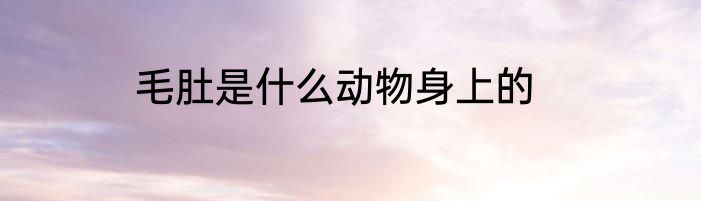 毛肚是什么动物身上的