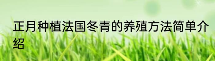正月种植法国冬青的养殖方法简单介绍