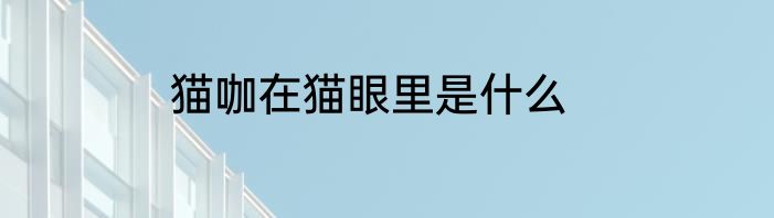 猫咖在猫眼里是什么
