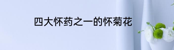 四大怀药之一的怀菊花