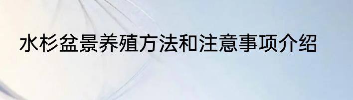 水杉盆景养殖方法和注意事项介绍