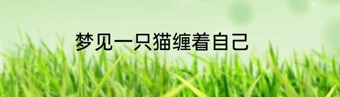 梦见一只猫缠着自己