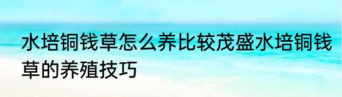 水培铜钱草怎么养比较茂盛水培铜钱草的养殖技巧