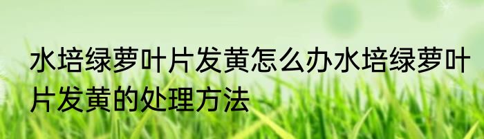 水培绿萝叶片发黄怎么办水培绿萝叶片发黄的处理方法