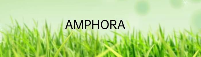 AMPHORA