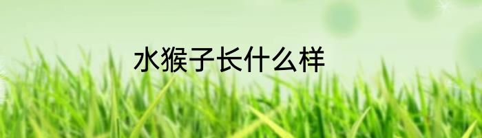 水猴子长什么样