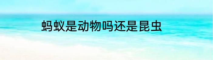 蚂蚁是动物吗还是昆虫