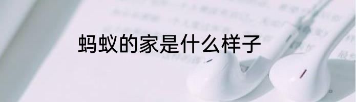 蚂蚁的家是什么样子