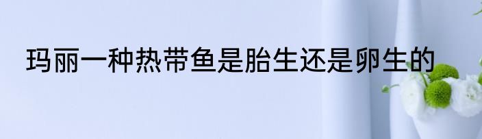 玛丽一种热带鱼是胎生还是卵生的