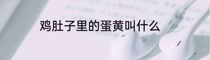 鸡肚子里的蛋黄叫什么