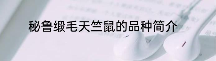 秘鲁缎毛天竺鼠的品种简介