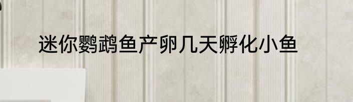 迷你鹦鹉鱼产卵几天孵化小鱼