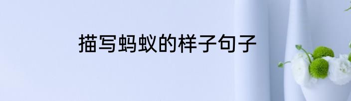 描写蚂蚁的样子句子