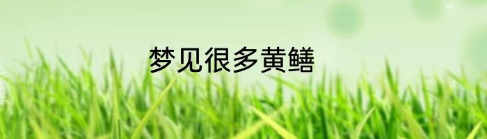 梦见很多黄鳝