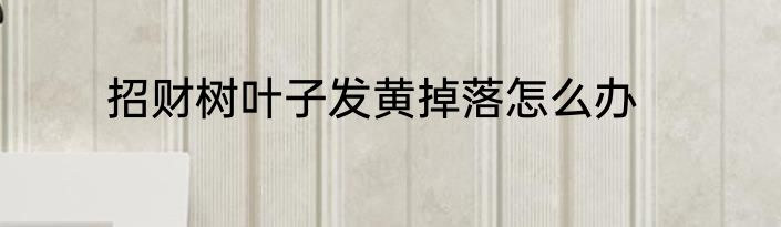招财树叶子发黄掉落怎么办