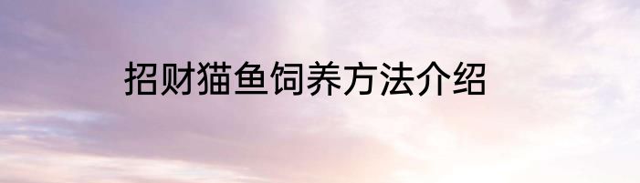 招财猫鱼饲养方法介绍