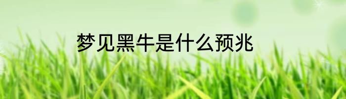梦见黑牛是什么预兆