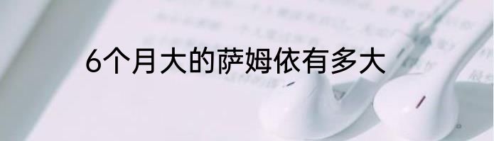 6个月大的萨姆依有多大