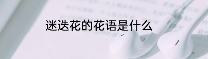 迷迭花的花语是什么