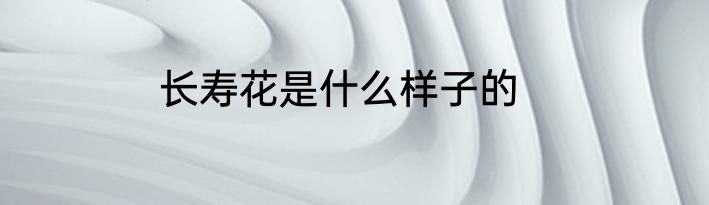 长寿花是什么样子的
