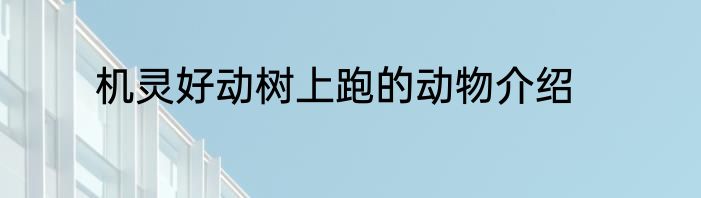机灵好动树上跑的动物介绍