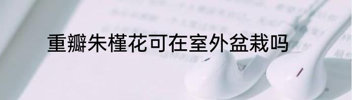 重瓣朱槿花可在室外盆栽吗