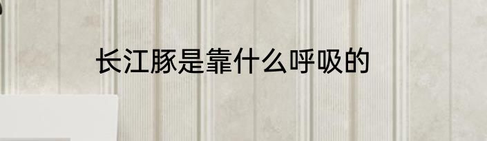 长江豚是靠什么呼吸的