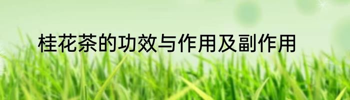 桂花茶的功效与作用及副作用