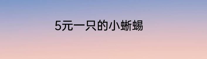 5元一只的小蜥蜴