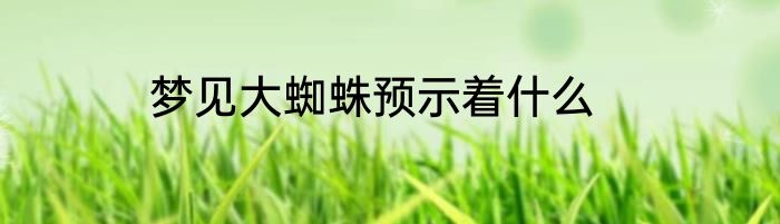 梦见大蜘蛛预示着什么