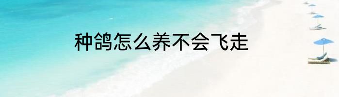 种鸽怎么养不会飞走