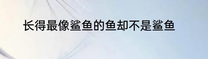 长得最像鲨鱼的鱼却不是鲨鱼