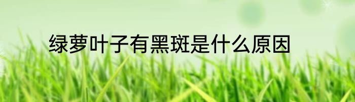 绿萝叶子有黑斑是什么原因