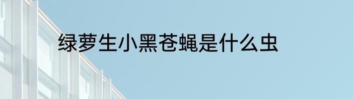 绿萝生小黑苍蝇是什么虫