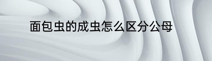 面包虫的成虫怎么区分公母