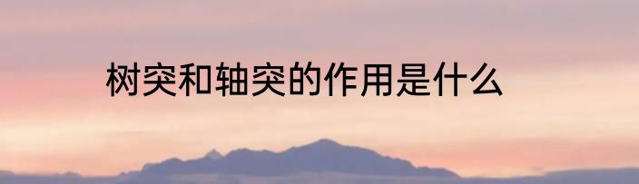 树突和轴突的作用是什么