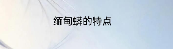 缅甸蟒的特点