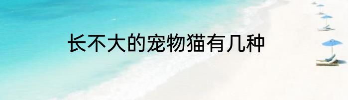 长不大的宠物猫有几种