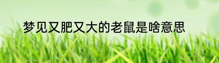 梦见又肥又大的老鼠是啥意思