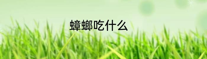 蟑螂吃什么