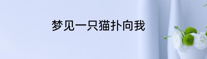 梦见一只猫扑向我