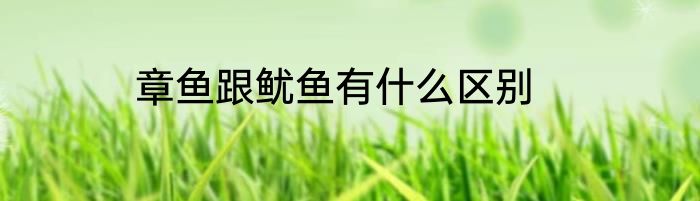 章鱼跟鱿鱼有什么区别