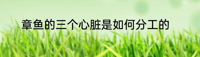 章鱼的三个心脏是如何分工的